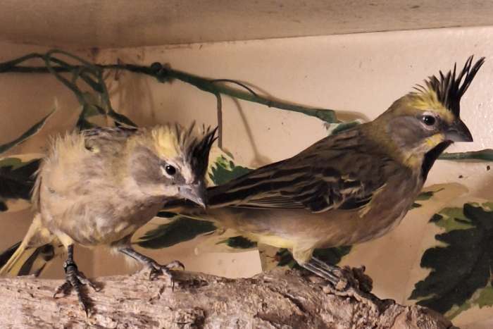 te koop koppel groene kardinalen