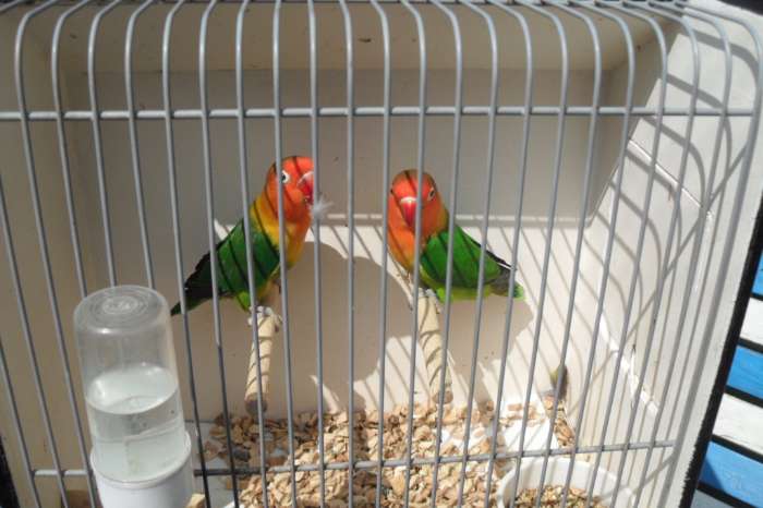 div agaporniden nu thuis