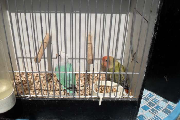 div agaporniden nu thuis