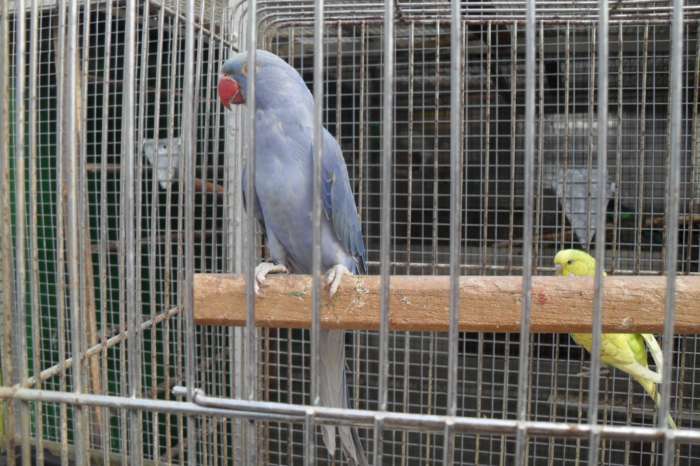 nu thuis div parkieten