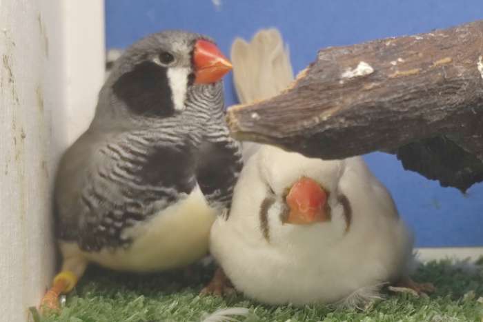 koppel zwartwang grijs x maskergrijs