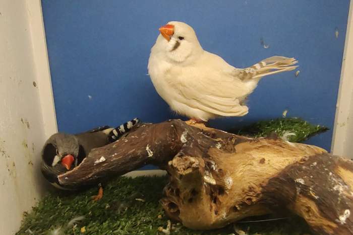 koppel zwartwang grijs x maskergrijs