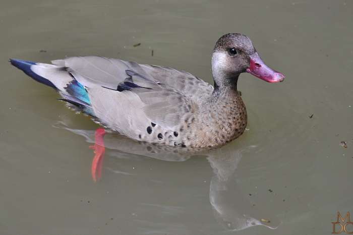 braziliaanse taling mannetjes