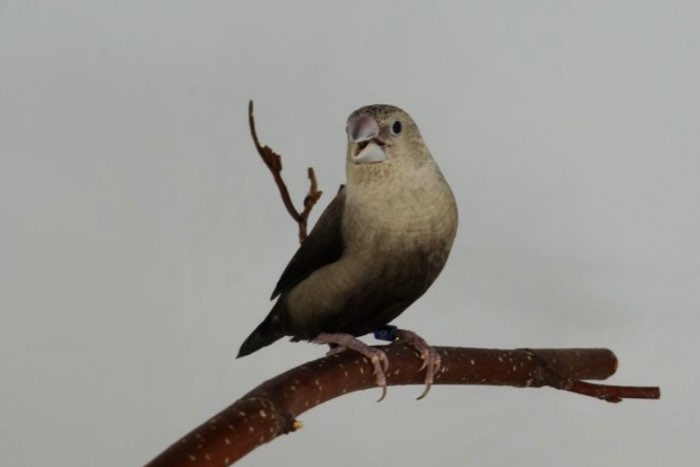 zilverbekjes grijs, bruin grijs