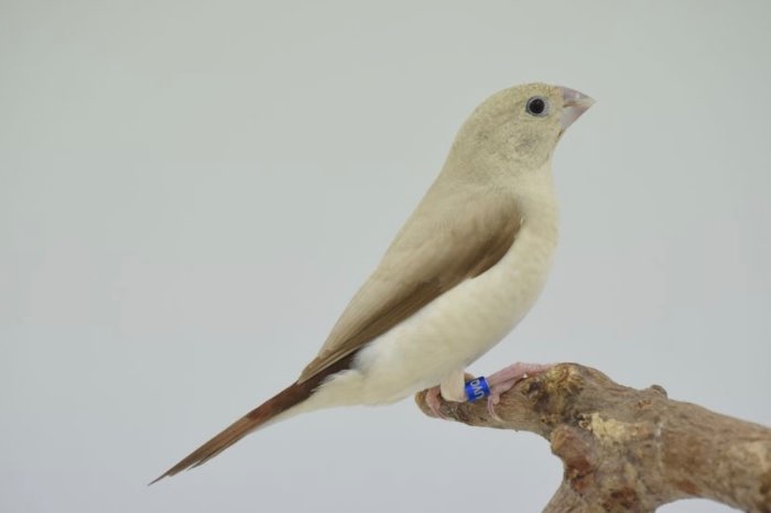 zilverbekjes grijs, bruin grijs