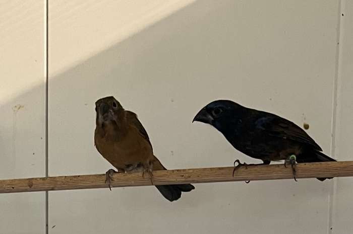 blauwe braziliaanse bisschoppen