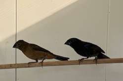 blauwe braziliaanse bisschoppen