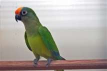 goudvoorhoofd parkiet