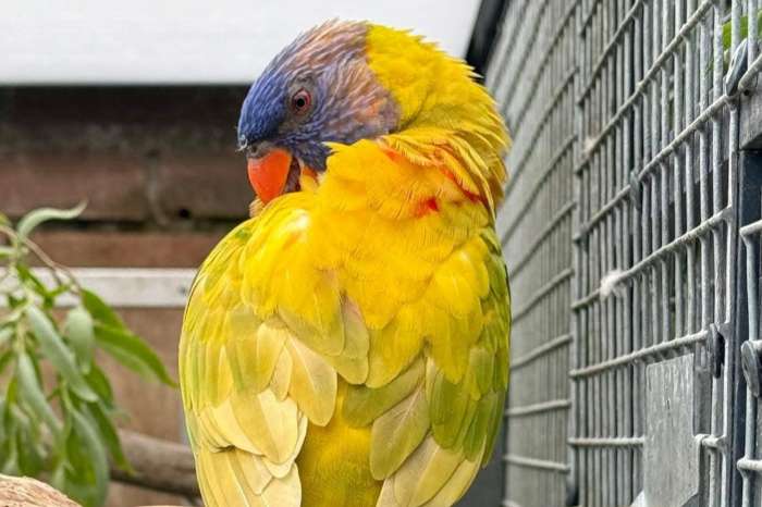 te koop gevraagd mutatie lori ( dilute )