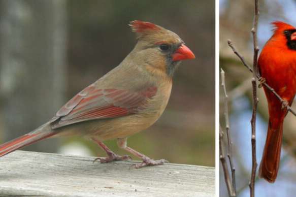 0-1 rode kardinaal van 2025