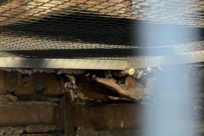 braziliaanse blauwe bisschoppen