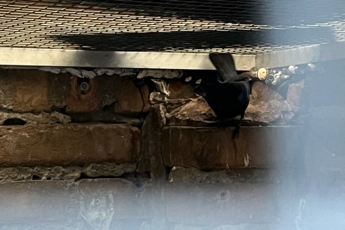 braziliaanse blauwe bisschoppen