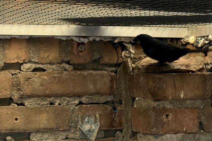 braziliaanse blauwe bisschoppen