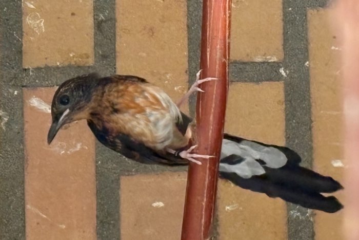 koppels schamalijsters 2025 onverwand