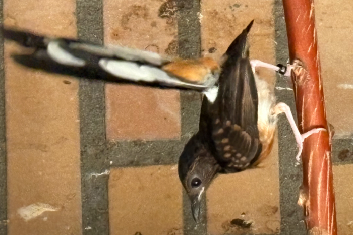 koppels schamalijsters 2025 onverwand