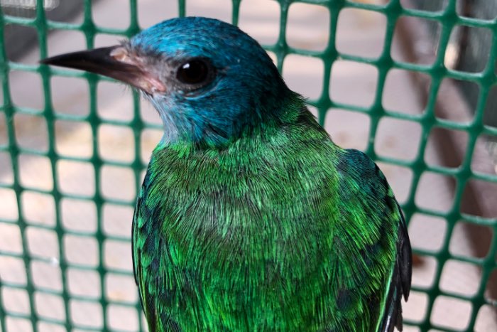 blue dacnis female / dacnis cayana