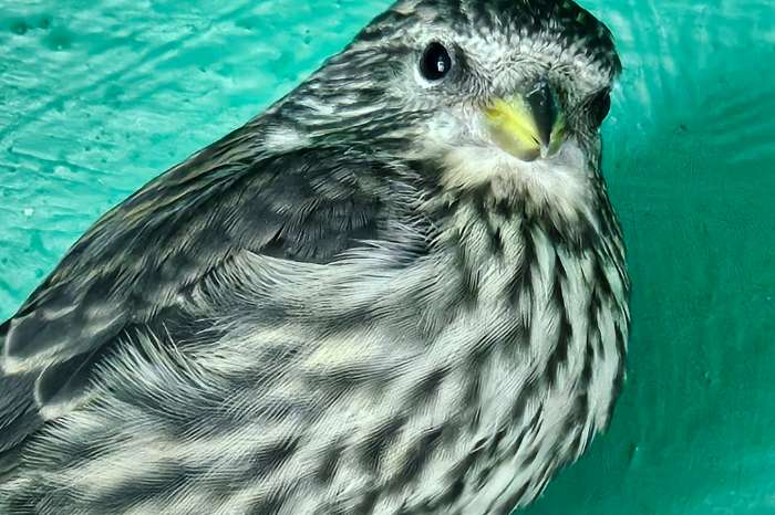 loxia curvirostra himalayensis man 2