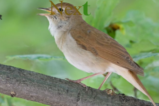 europese nachtegaal pop (of koppel) luscinia megarhynchos.