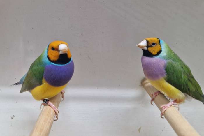 gouldamadines te koop