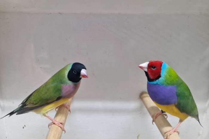 gouldamadines te koop