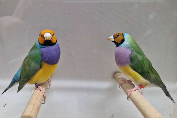 gouldamadines te koop