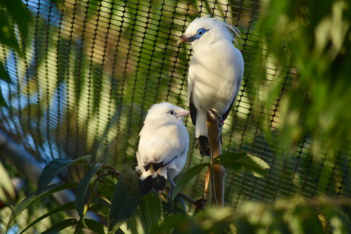 2.0 balispreeuw 2025 nieuwe bloedlijn