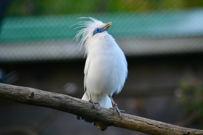 2.0 balispreeuw 2025 nieuwe bloedlijn