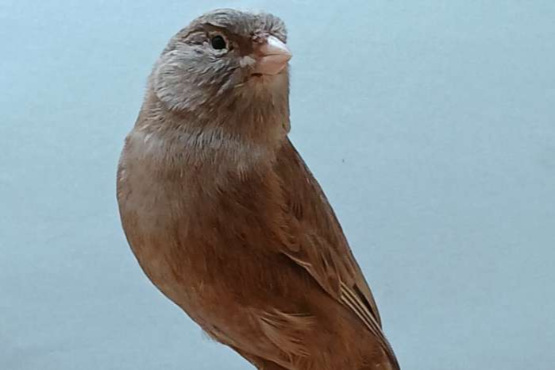 bruin split pastel sch