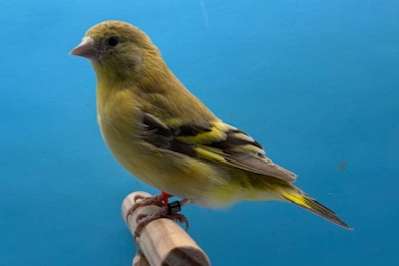 zwartkopsijzen topaas