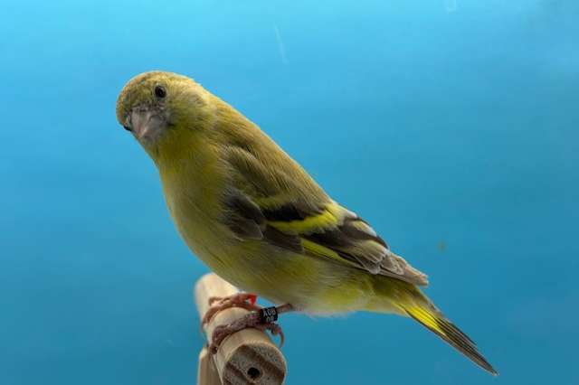 zwartkopsijzen topaas