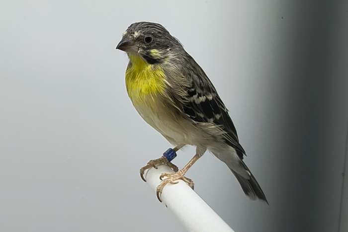 koppel citroenborst edelzangers