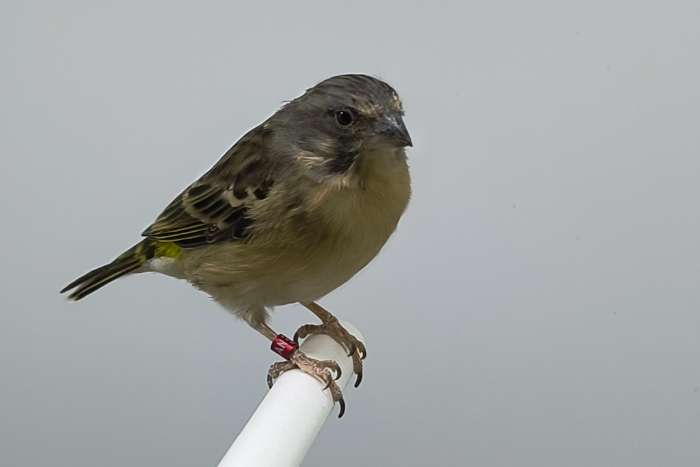 koppel citroenborst edelzangers