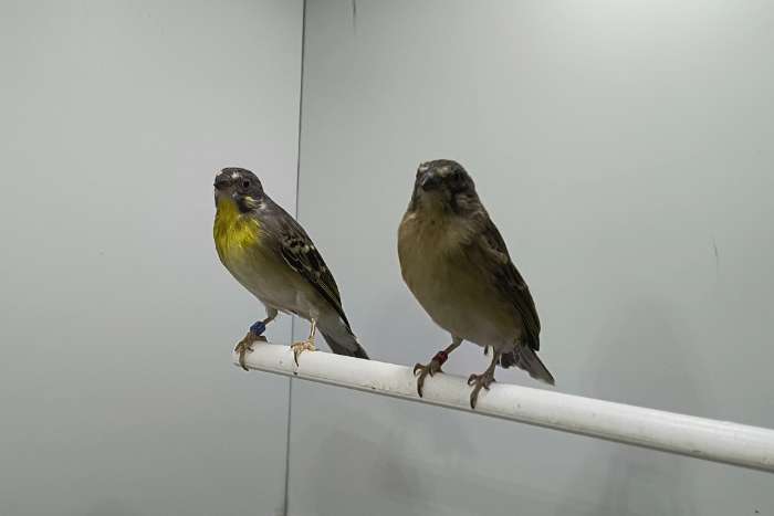 koppel citroenborst edelzangers