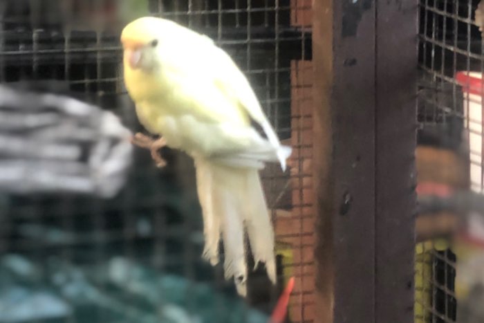 kweekkoppel kakarikis 2024