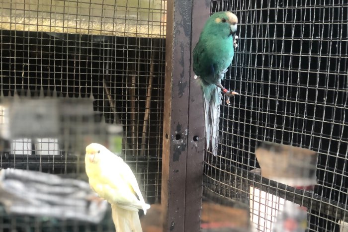 kweekkoppel kakarikis 2024