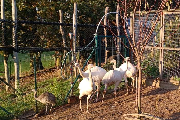 jeunes nandous blancs et gris