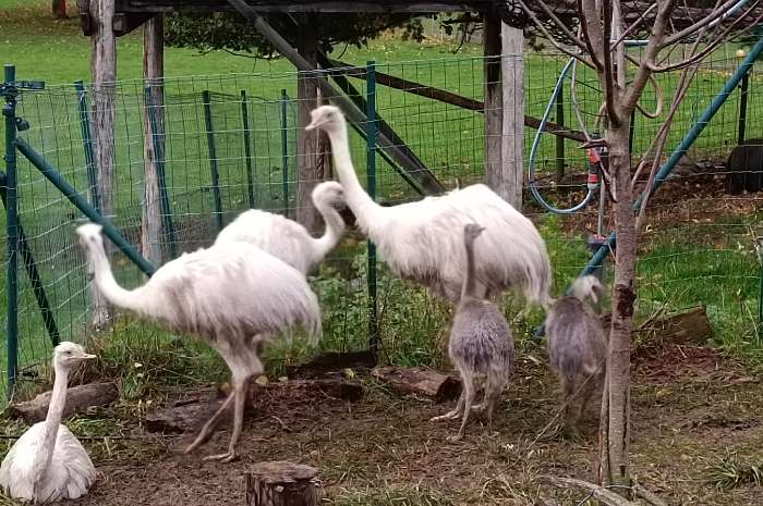 jeunes nandous blancs et gris