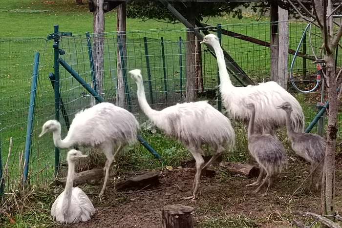 jeunes nandous blancs et gris