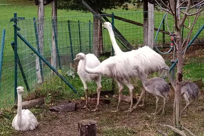 jeunes nandous blancs et gris