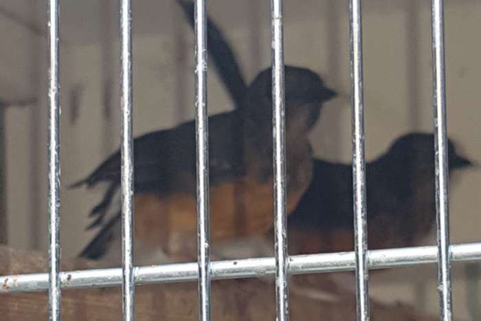 koppel schamalijsters