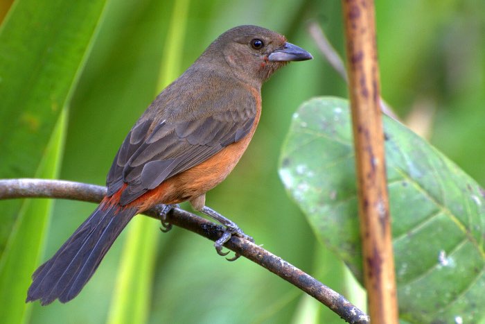 ramphocelus bresilius