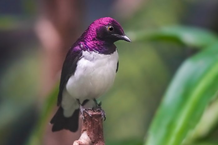 cinnyricinclus leucogaster