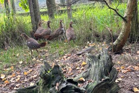 1,3 lafayette huhn (gallus lafayettii)