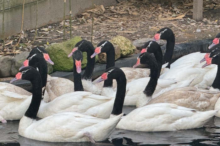 koppels zwarthalszwanen te koop