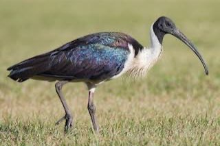 1-2 strohalsibis 2025