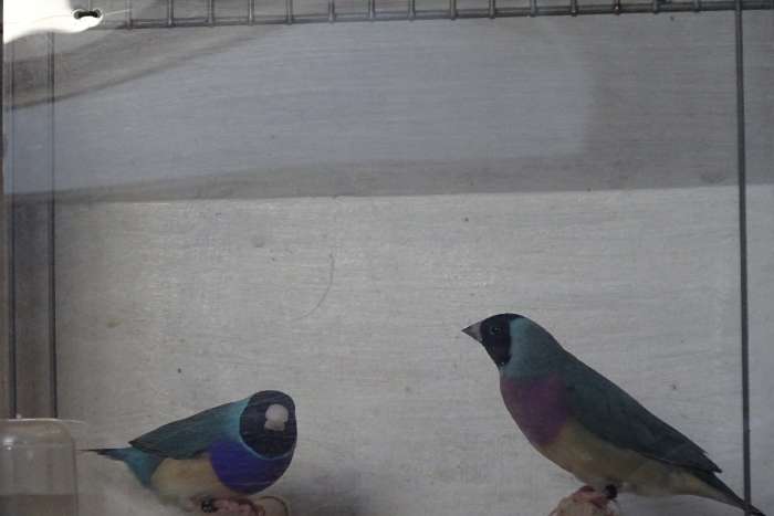 koppel blauw gould-amadines