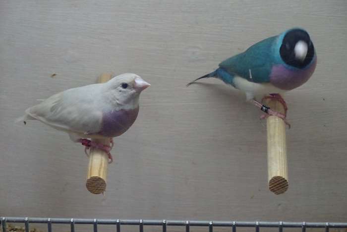 koppel blauw / overgoten blauw ( wit ) te koop. goulds.