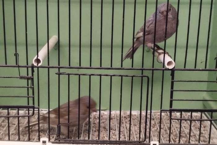 schwarz jaspe gelb mosaik