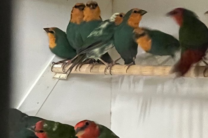 groot assortiment vogels!