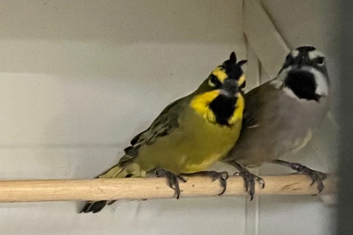 groot assortiment vogels!